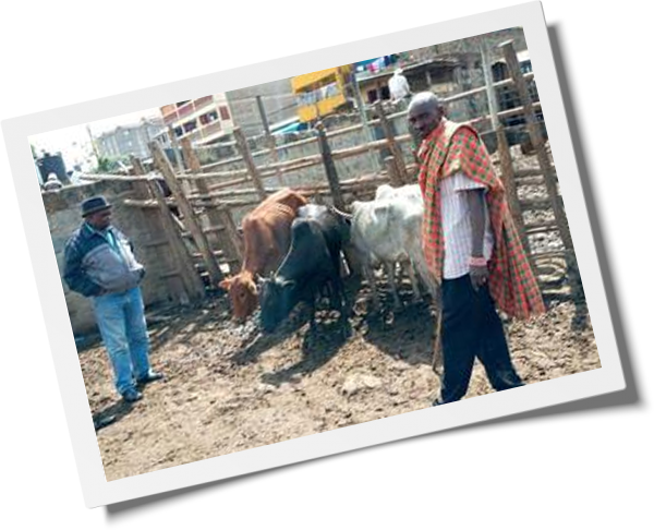 Two men stand near a wooden enclosure containing three cows, one brown, one black, and one white. One man, possibly a veterinarian, wears a colorful checked shawl over his shoulder, while the other wears a grey jacket and dark hat. The setup appears to be in an outdoor rural area.