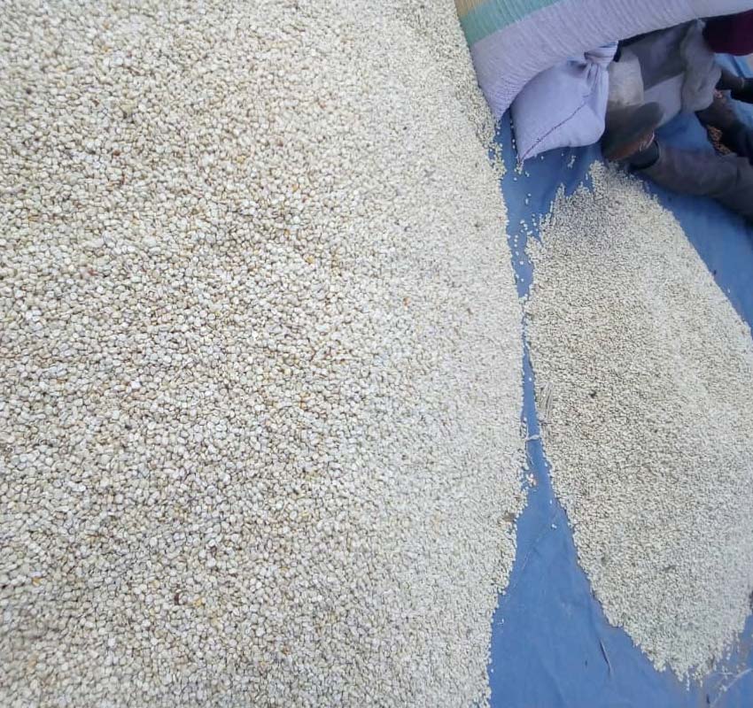 Large piles of white kernels, possibly grains or seeds, are spread on a blue tarp. Two people sit next to the piles, and filled sacks are seen nearby, indicating the kernels are being processed or packaged for charity donations.